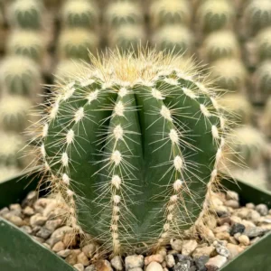 Balloon Cactus Live Plant - Parodia Magnifica in 4 inch Pot, Indoor/Outdoor - Image 1
