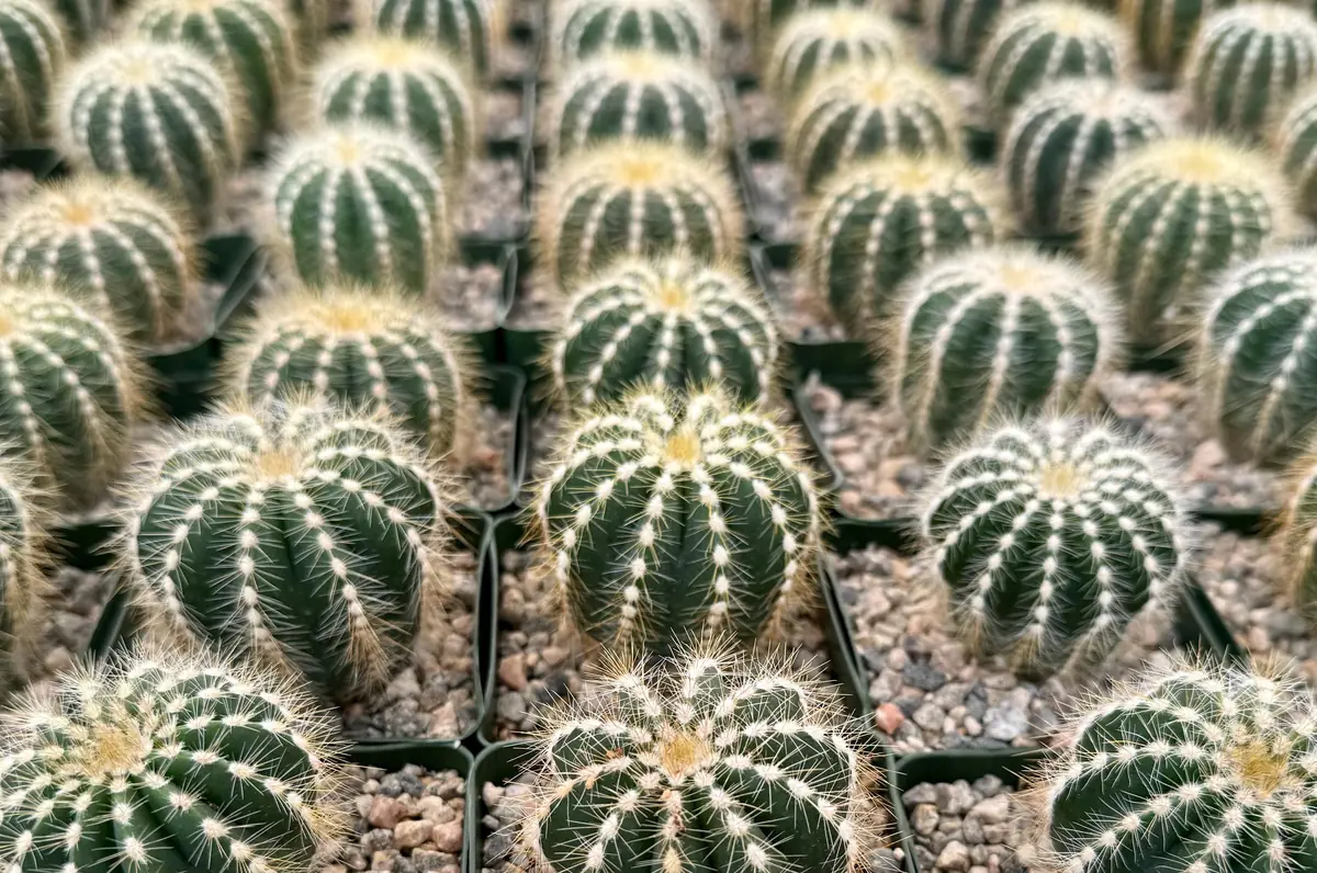 Balloon Cactus Live Plant - Parodia Magnifica in 4 inch Pot, Indoor/Outdoor - Image 5