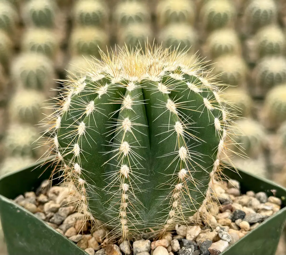 Balloon Cactus Live Plant - Parodia Magnifica in 4 inch Pot, Indoor/Outdoor - Image 1