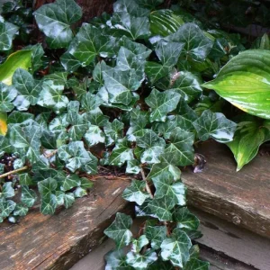 Baltic Ivy Live Plant – Evergreen Ground Cover Vine, 2.5-inch Pot, Outdoor - Image 1