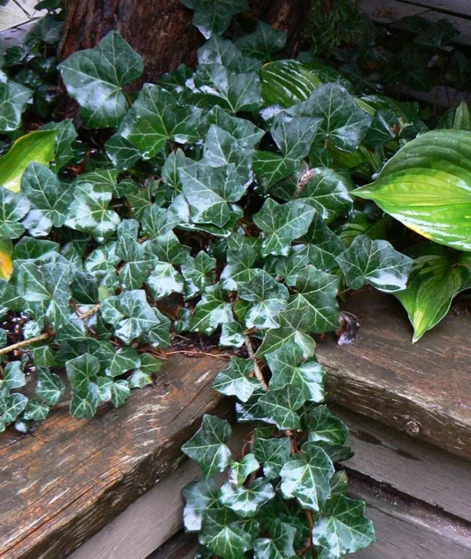 Baltic Ivy Live Plant – Evergreen Ground Cover Vine, 2.5-inch Pot, Outdoor - Image 1