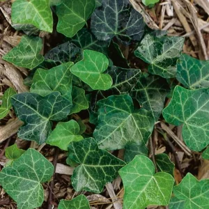 Baltic Ivy Live Plant – Evergreen Ground Cover Vine, 2.5-inch Pot, Outdoor - Image 2