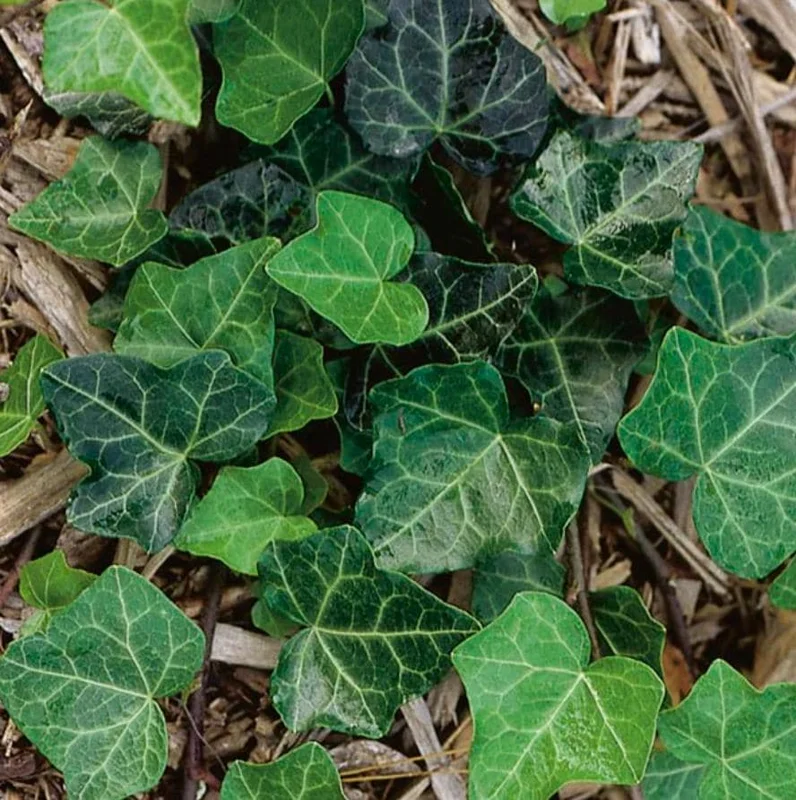 Baltic Ivy Live Plant – Evergreen Ground Cover Vine, 2.5-inch Pot, Outdoor - Image 2