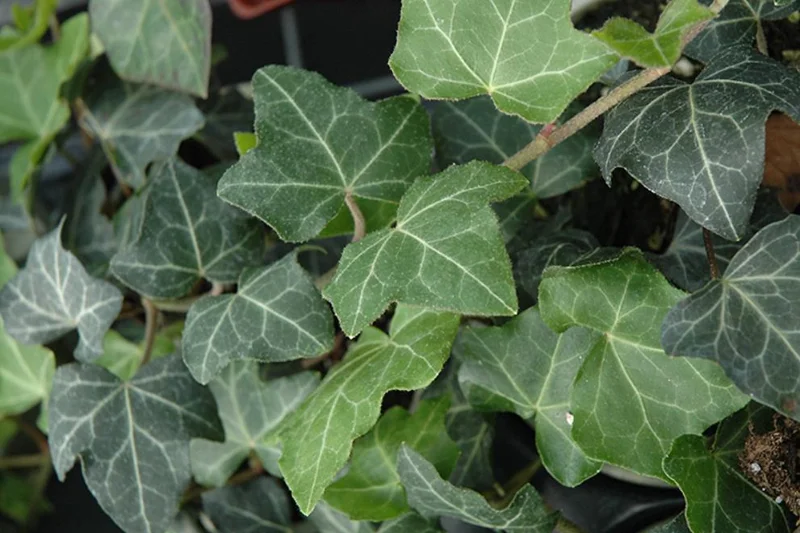 Baltic Ivy Live Plant – Evergreen Ground Cover Vine, 2.5-inch Pot, Outdoor - Image 3