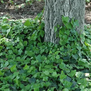 Baltic Ivy Live Plant – Evergreen Ground Cover Vine, 2.5-inch Pot, Outdoor - Image 4