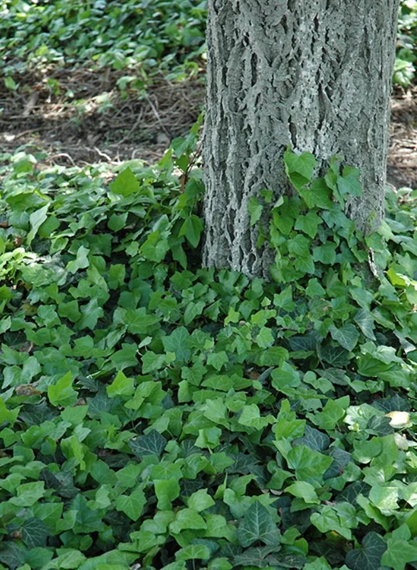 Baltic Ivy Live Plant – Evergreen Ground Cover Vine, 2.5-inch Pot, Outdoor - Image 4