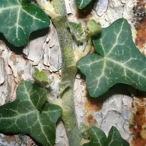 Baltic Sub-Zero Ivy Bare Root Plants - 5 Count Evergreen Groundcover, USDA Zones 4-9 - Image 2