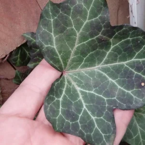 Baltic Sub-Zero Ivy Bare Root Plants - 5 Count Evergreen Groundcover, USDA Zones 4-9 - Image 3