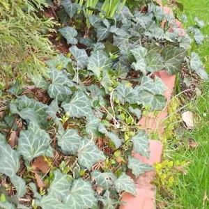 Baltic Sub-Zero Ivy Bare Root Plants - 5 Count Evergreen Groundcover, USDA Zones 4-9 - Image 4