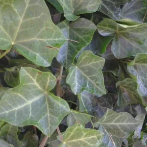 Baltic Sub-Zero Ivy Bare Root Plants - 5 Count Evergreen Groundcover, USDA Zones 4-9 - Image 1
