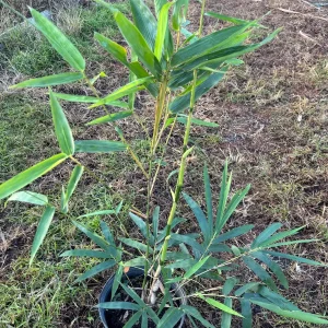 Bamboo Tree Live Plant - 3 Gallon Pot, 2-3 Feet Tall, Outdoor/Indoor - Image 2