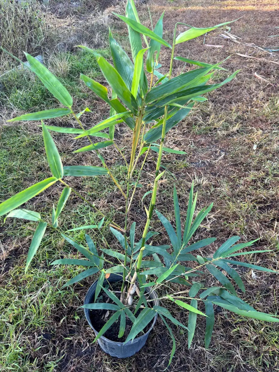 Bamboo Tree Live Plant - 3 Gallon Pot, 2-3 Feet Tall, Outdoor/Indoor - Image 2