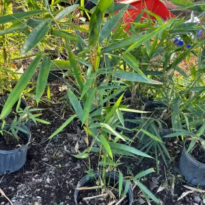 Bamboo Tree Live Plant - 3 Gallon Pot, 2-3 Feet Tall, Outdoor/Indoor - Image 4