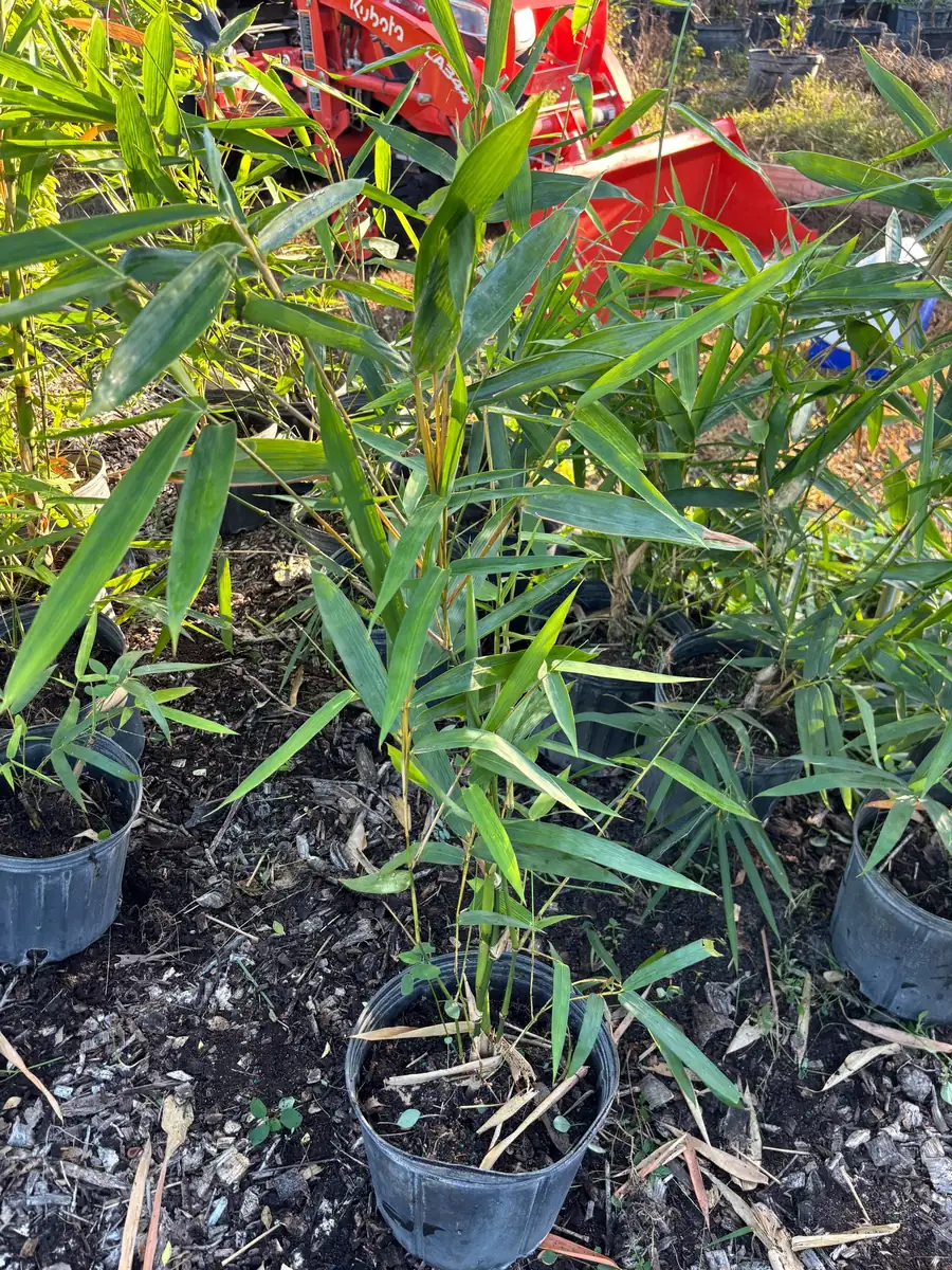 Bamboo Tree Live Plant - 3 Gallon Pot, 2-3 Feet Tall, Outdoor/Indoor - Image 4