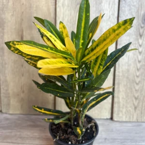 Banana Croton Live Plant - 4" Pot - Vibrant Indoor/Outdoor Houseplant - Image 2