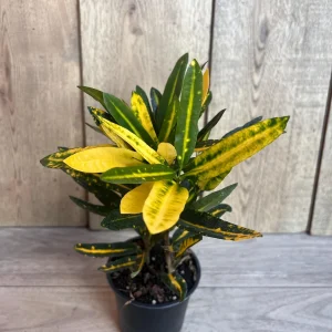 Banana Croton Live Plant - 4