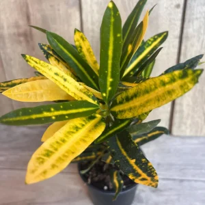 Banana Croton Live Plant - 4" Pot - Vibrant Indoor/Outdoor Houseplant - Image 1