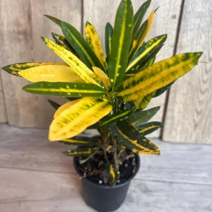 Banana Croton Live Plant - 4