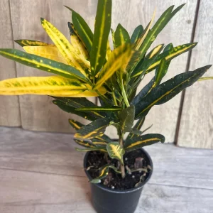 Banana Croton Live Plant - 4