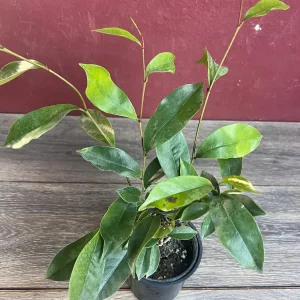 Banana Shrub Live Plant - Michelia figo 4 inch Pot - Fragrant Flowers - Image 2