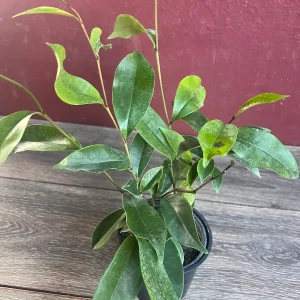 Banana Shrub Live Plant - Michelia figo 4 inch Pot - Fragrant Flowers - Image 3