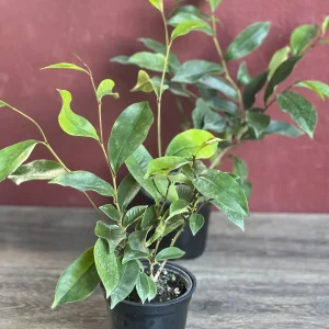 Banana Shrub Live Plant - Michelia figo 4 inch Pot - Fragrant Flowers - Image 5