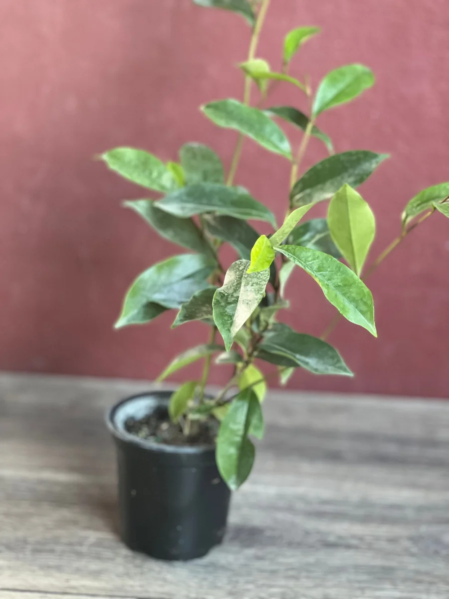 Banana Shrub Live Plant - Michelia figo 4 inch Pot - Fragrant Flowers - Image 6