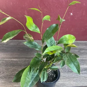 Banana Shrub Live Plant - Michelia figo 4 inch Pot - Fragrant Flowers - Image 8