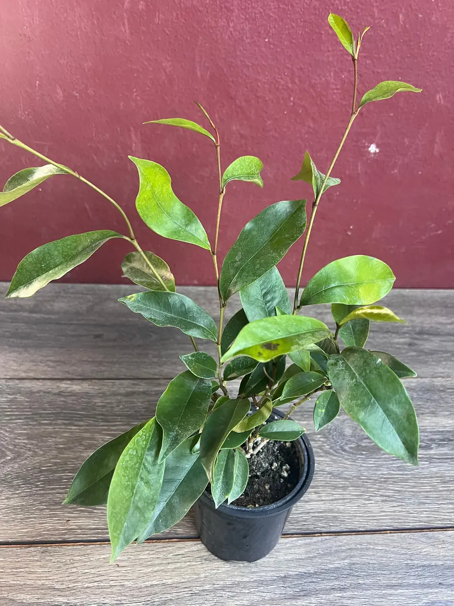 Banana Shrub Live Plant - Michelia figo 4 inch Pot - Fragrant Flowers - Image 8