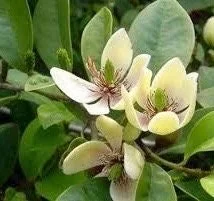 Banana Shrub Live Plant - Michelia figo 4 inch Pot - Fragrant Flowers - Image 1