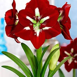 Barbados Amaryllis Bulb - Red & White Flowers - Ideal for Winter Forcing & Gifts - Image 1