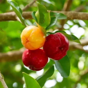 Barbados Cherry Live Plant – 2-3 ft Tall – Edible Fruit & Pollinator Attracting Shrub - Image 2