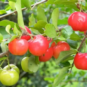 Barbados Cherry Live Plant – 2-3 ft Tall – Edible Fruit & Pollinator Attracting Shrub - Image 3
