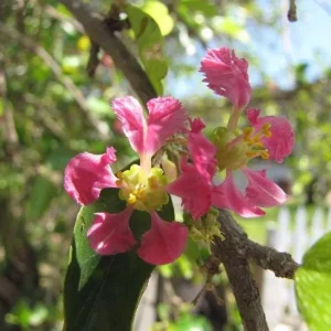 Barbados Cherry Live Plant – 2-3 ft Tall – Edible Fruit & Pollinator Attracting Shrub - Image 4