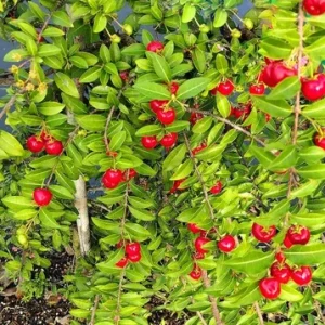 Barbados Cherry Live Plant – 2-3 ft Tall – Edible Fruit & Pollinator Attracting Shrub - Image 5
