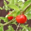 Barbados Cherry Live Plant - 3-4 Feet Tall - 3 Gallon Pot - Fruit Tree - Image 1