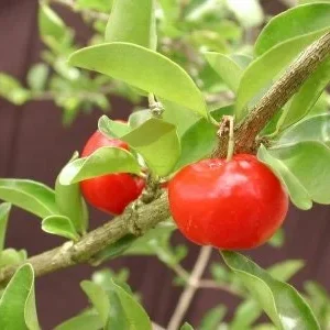Barbados Cherry Live Plant – 3 Feet Tall – 3 Gallon Pot – Fruit Tree - Image 1