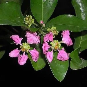 Barbados Cherry Live Plant – Malpighia emarginata – 4" Pot – Indoors/Out - Image 2