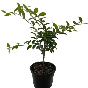 Barbados Cherry Live Plant – Malpighia emarginata – 4" Pot – Indoors/Out - Image 1