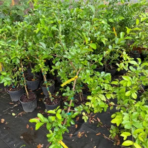 Barbados Cherry Tree Live Plant – 3 Gallon Pot – 3 Feet Tall – Edible Fruit - Image 2