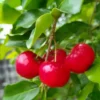 Barbados Cherry Tree Live Plant - Acerola Red Cherry Tropical Fruit Tree - 4-8 Inch Tall - Image 1