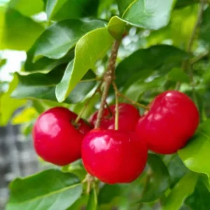 Barbados Cherry Tree Live Plant - Acerola Red Cherry Tropical Fruit Tree - 4-8 Inch Tall - Image 1