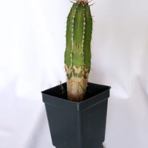 Barbed Wire Cactus Live Plant – Acanthocereus tetragonus – 2 inch Pot – Indoor/Outdoor - Image 1