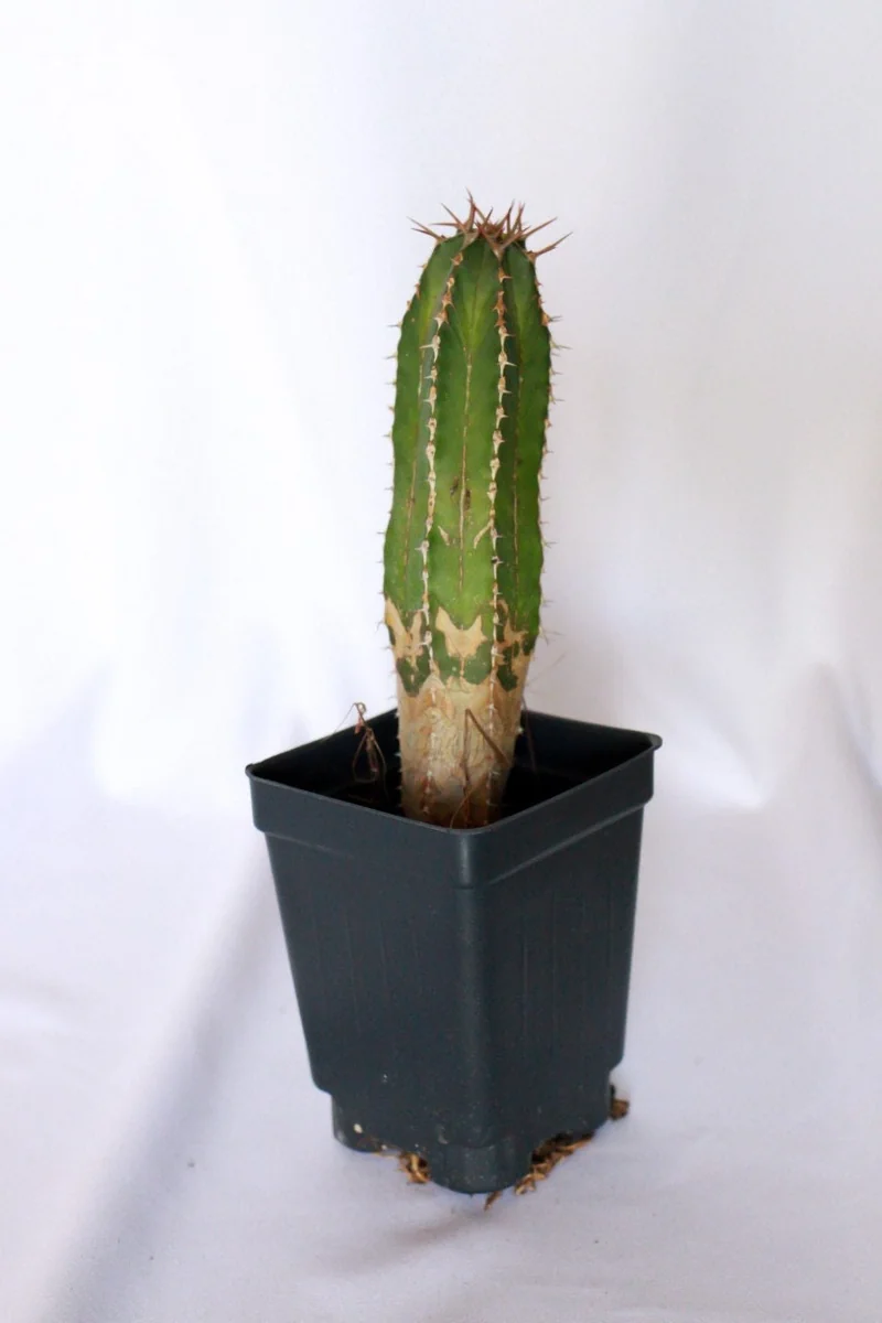 Barbed Wire Cactus Live Plant – Acanthocereus tetragonus – 2 inch Pot – Indoor/Outdoor - Image 1