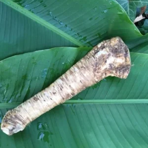 Bare Root Horseradish Plant - Easy to Grow Perennial Herb for Culinary & Health Benefits, USDA Zones 3-8 - Image 2