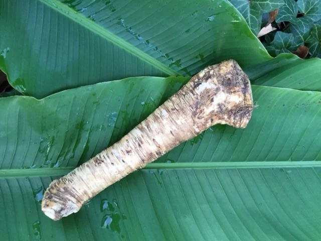 Bareroot Horseradish Root - Easy to Grow Perennial for Culinary Use - Image 2