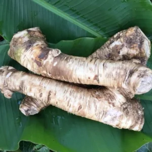 Bareroot Horseradish Root - Easy to Grow Perennial for Culinary Use - Image 1