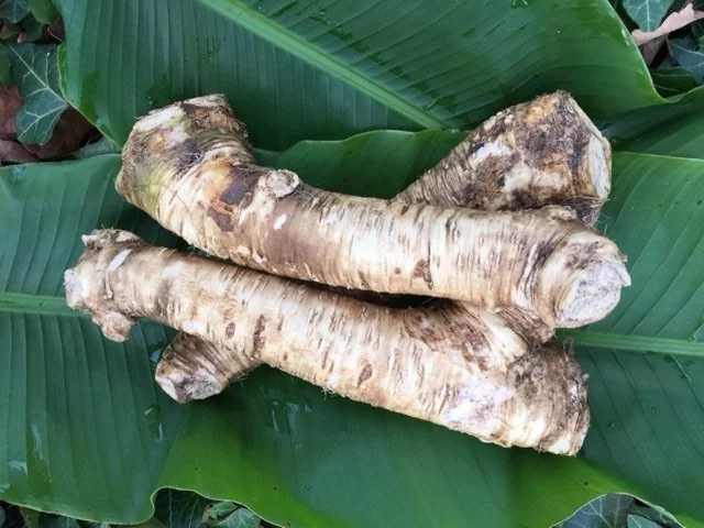 Bareroot Horseradish Root - Easy to Grow Perennial for Culinary Use - Image 1