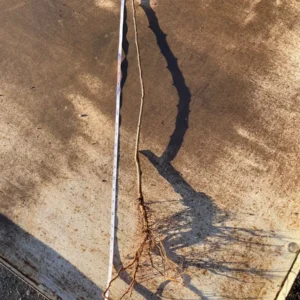 Bartlett Pear Tree Bare Root - 2-3 ft Tall - Outdoor Fruit Tree - Image 2