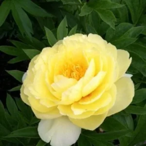Bartzella Itoh Yellow Peony Bare Root - Yellow Double Blooms, Zone 4-9 - Image 4